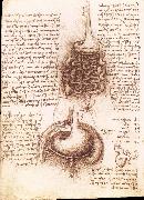 Anatomical drawing of the stomach and the intestine, LEONARDO da Vinci
